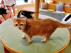-CAT’S MEWSTAR CAFE·喵星球猫屋(晴湾咖啡店)