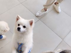 -怪兽屋·羊驼·猫咖·狗咖(俊华广场店)