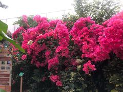-正佳雨林生态植物园