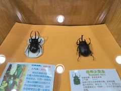 -上海大自然野生昆虫馆(东方明珠·爬宠昆虫探索中心)