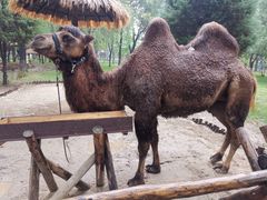 -北京野生动物园