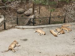 -大连森林动物园