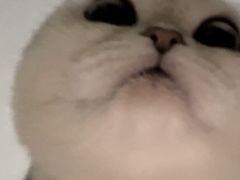 -lincat·猫舍(广州店)