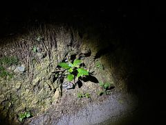 -重庆睡佛山森林公园