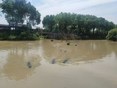 -中国扬子鳄村