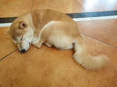 -more than meow吴止猫主题餐厅(承德 中船汇店)