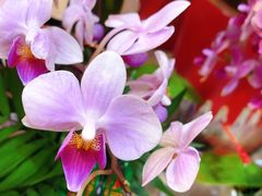 -双季花艺园艺市场(浦东店)