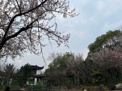 -八大山人梅湖景区