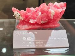 -中国地质博物馆