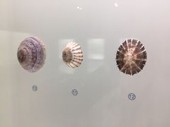 -青岛贝壳博物馆