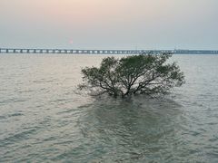 -宝安西湾红树林湿地公园