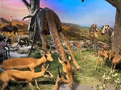 -国家自然博物馆