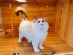 -猫十亿·布偶金渐层·曼基康矮脚猫舍(青年路店)
