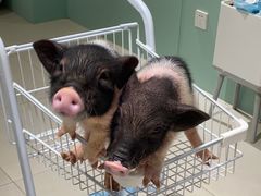 -怪兽屋·羊驼·猫咖·狗咖(俊华广场店)