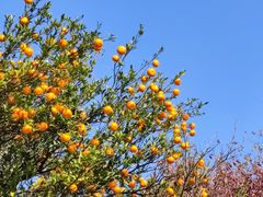 -上海市保健医疗中心