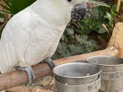 -南宫五洲植物乐园