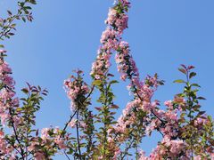 -武汉紫薇都市田园