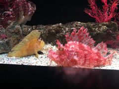 -暹罗海洋世界