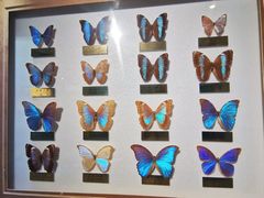 -上海昆虫博物馆