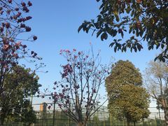-荆州体育中心-游泳馆