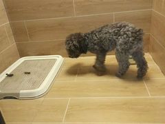 -宠物之家Pets Home 宠物寄养酒店