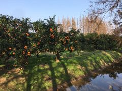 -上海长兴岛郊野公园