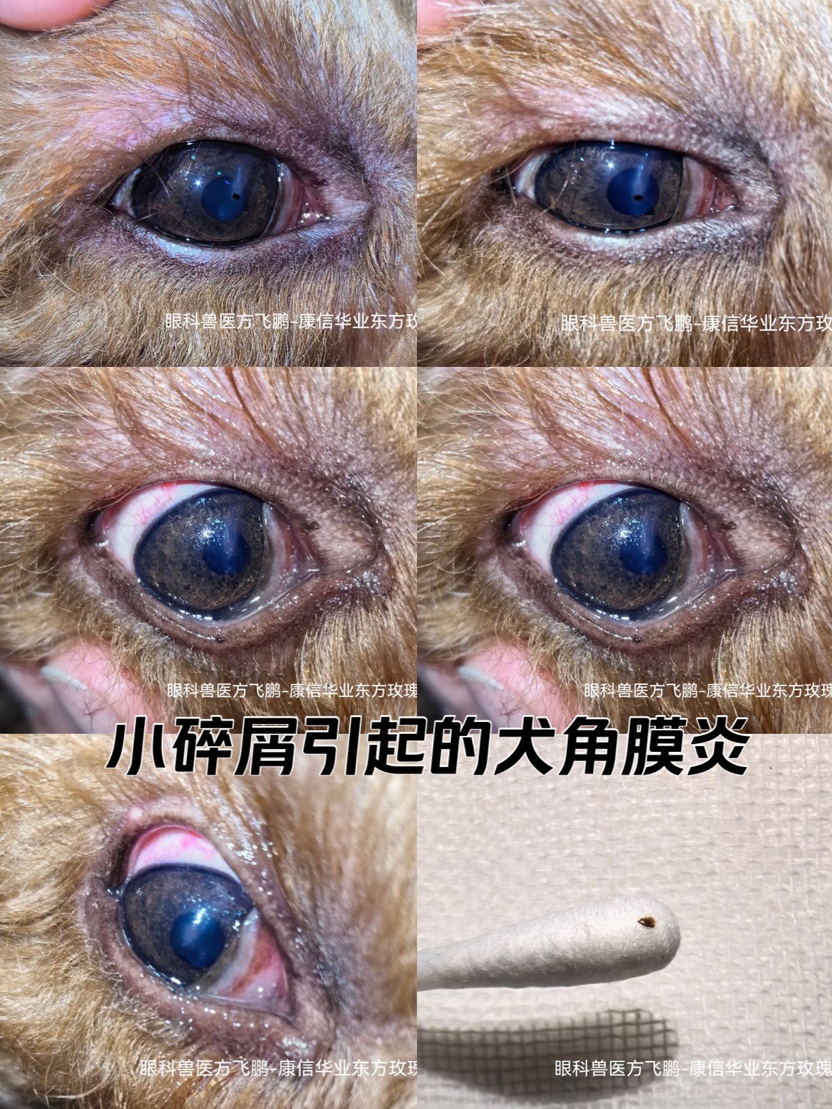 小碎屑引起的犬角膜炎