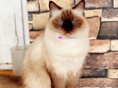 -猫的茶·猫咖