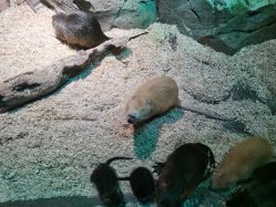 -酷嗒动物文化乐园(cutezoo西溪乐天城店)