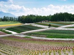 -富田农场