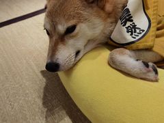 -逗柴咖啡屋·狗咖猫咖宠物桌游
