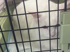-爱洗澡的猫(望京店)