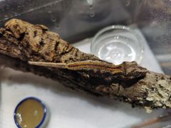 -酷以爬仙阁实体爬宠店·守宫·蜥蜴·专业繁育