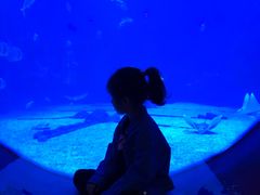 -烟台海昌鲸鲨海洋公园