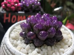 -桂林市花鸟市场