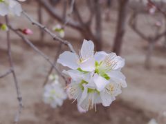 -桃花堤公园