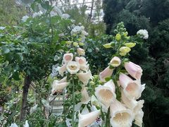 -植物学家的女儿(北马道巷店)