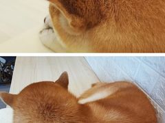 -喜柴咖啡·柴犬狗咖