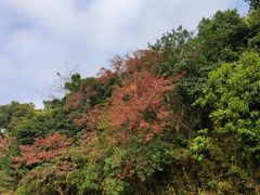 -火炉山森林公园