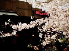 -玛格萝妮比萨屋(四平店)