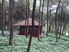 铁山坪森林公园-铁山坪森林公园