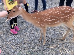 -鹿境梅花鹿生态园区