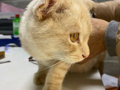 -美联众合宠物医院·爱萌分院·内外科·猫科中心