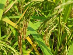 -桤木河湿地公园