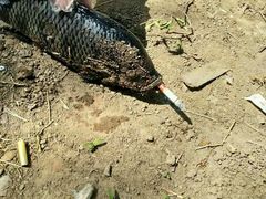 -庆丰包子铺(天通苑店)