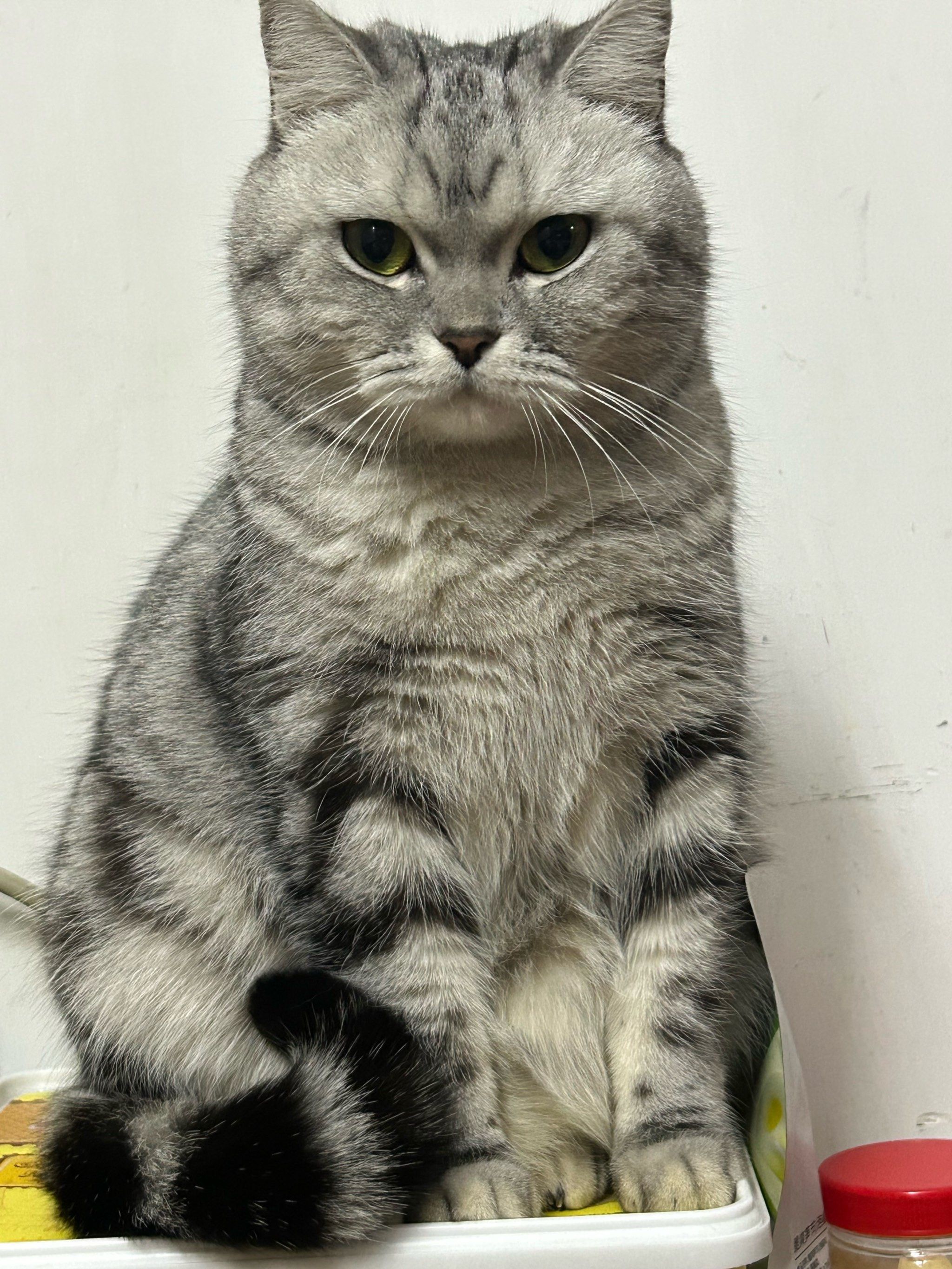 我家的大宝贝🐱超级可爱美短🐱