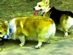 -永定河休闲森林公园