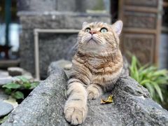 -喵屿·大理花园猫咖