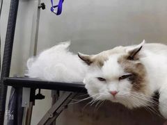 -PETKIT小佩宠物·低压洗护(国顺东路店)