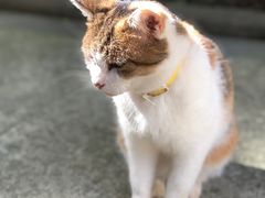 -巴金故居